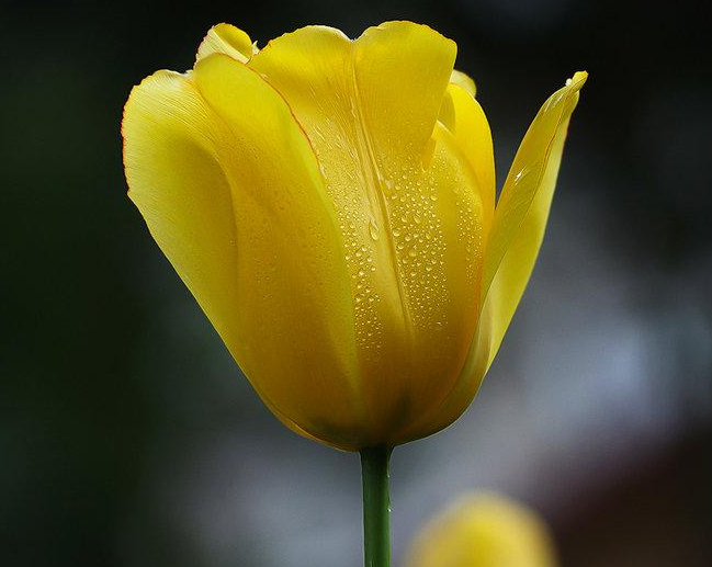 送闺蜜13朵玫瑰 送闺蜜18朵玫瑰花怎么写贺卡(图1)