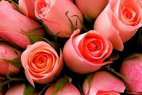 粉色玫瑰送男生好不好 送粉玫瑰呢 粉色玫瑰花送男生(图1)