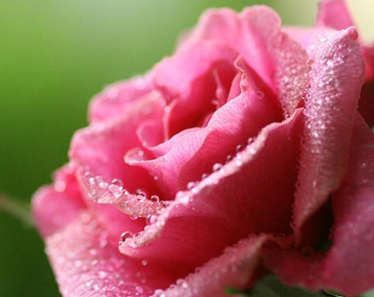 粉色玫瑰能送闺蜜吗女生 粉色玫瑰能送闺蜜吗图片(图1)