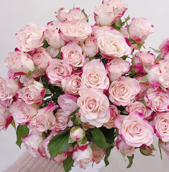 粉色玫瑰花送什么人 送粉色玫瑰的寓意